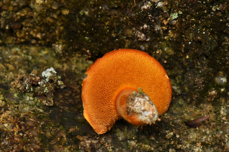 橙黄粉孢牛肝菌