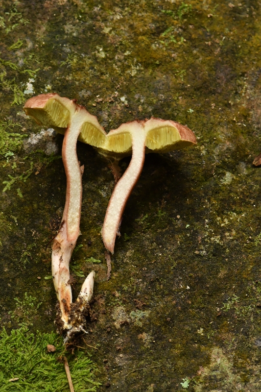 纤细金牛肝菌