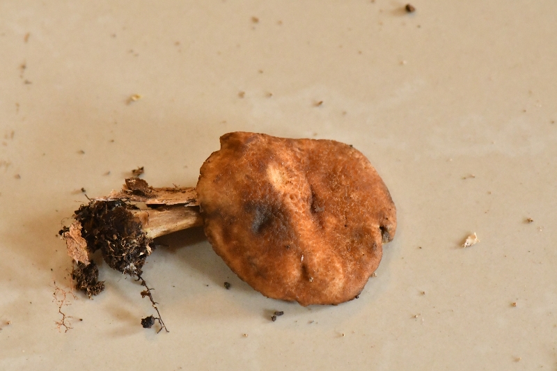 黑斑厚瓤牛肝菌