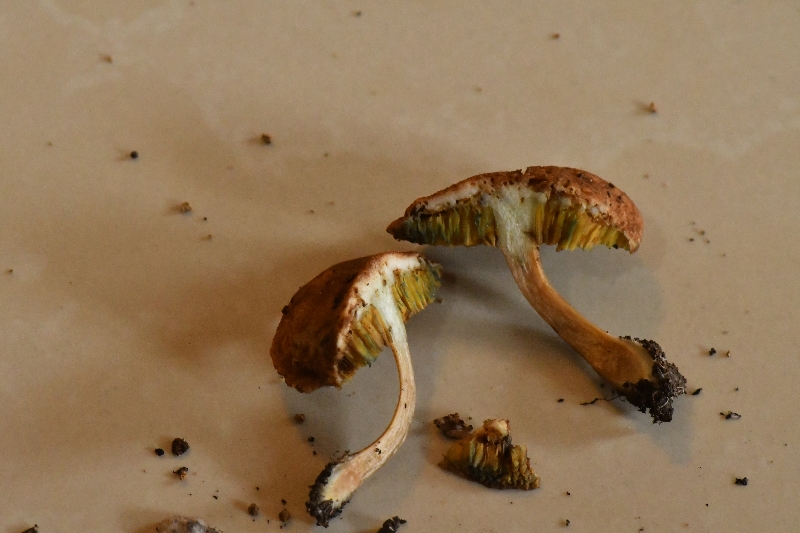 黑斑厚瓤牛肝菌