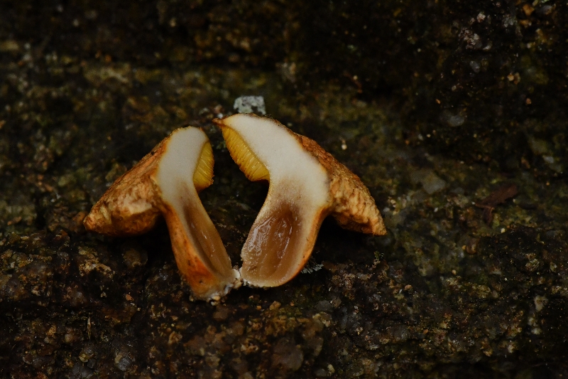 橙黄粉孢牛肝菌
