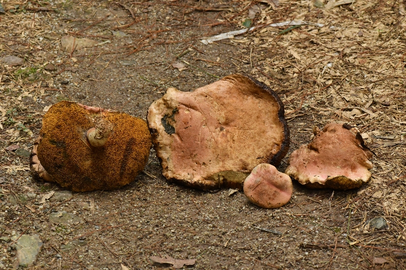 隐纹条孢牛肝菌