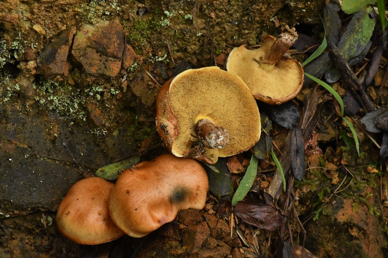 厚环乳牛肝菌近似种
