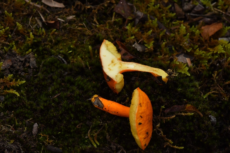 小橙黄金牛肝菌