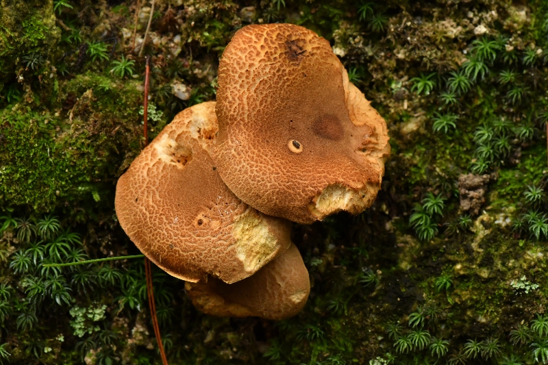 褶孔牛肝菌属一种