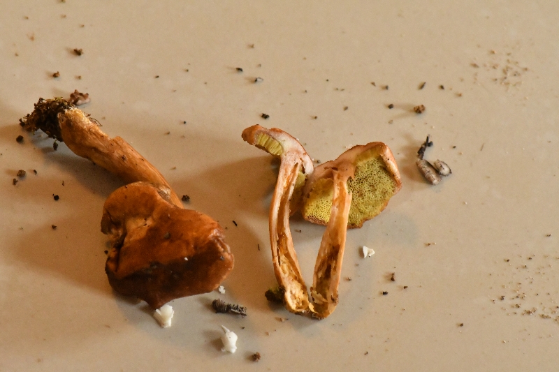 金牛肝菌属一种