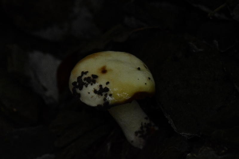 滑皮乳牛肝菌