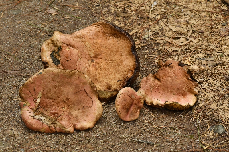 隐纹条孢牛肝菌