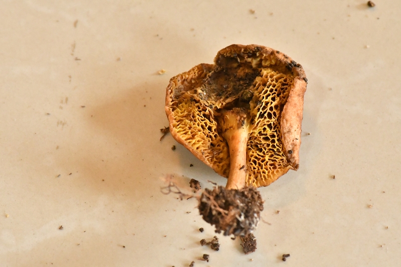 黑斑厚瓤牛肝菌