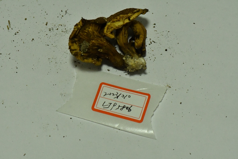 褶孔牛肝菌属一种