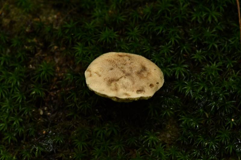 萝卜味金牛肝菌