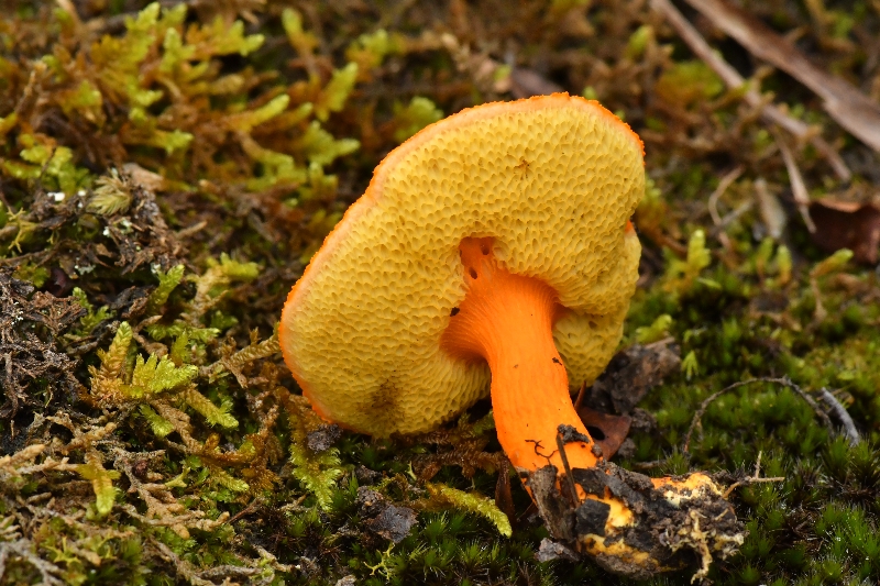小橙黄金牛肝菌