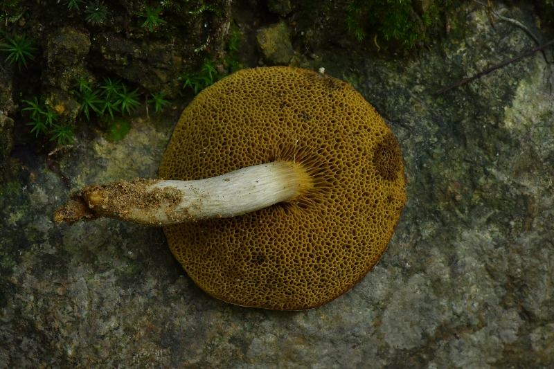 萝卜味金牛肝菌