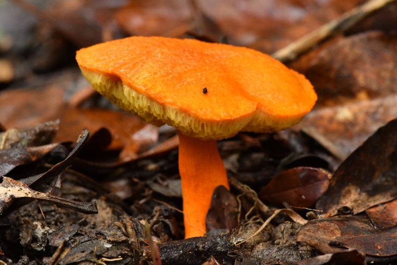 小橙黄金牛肝菌