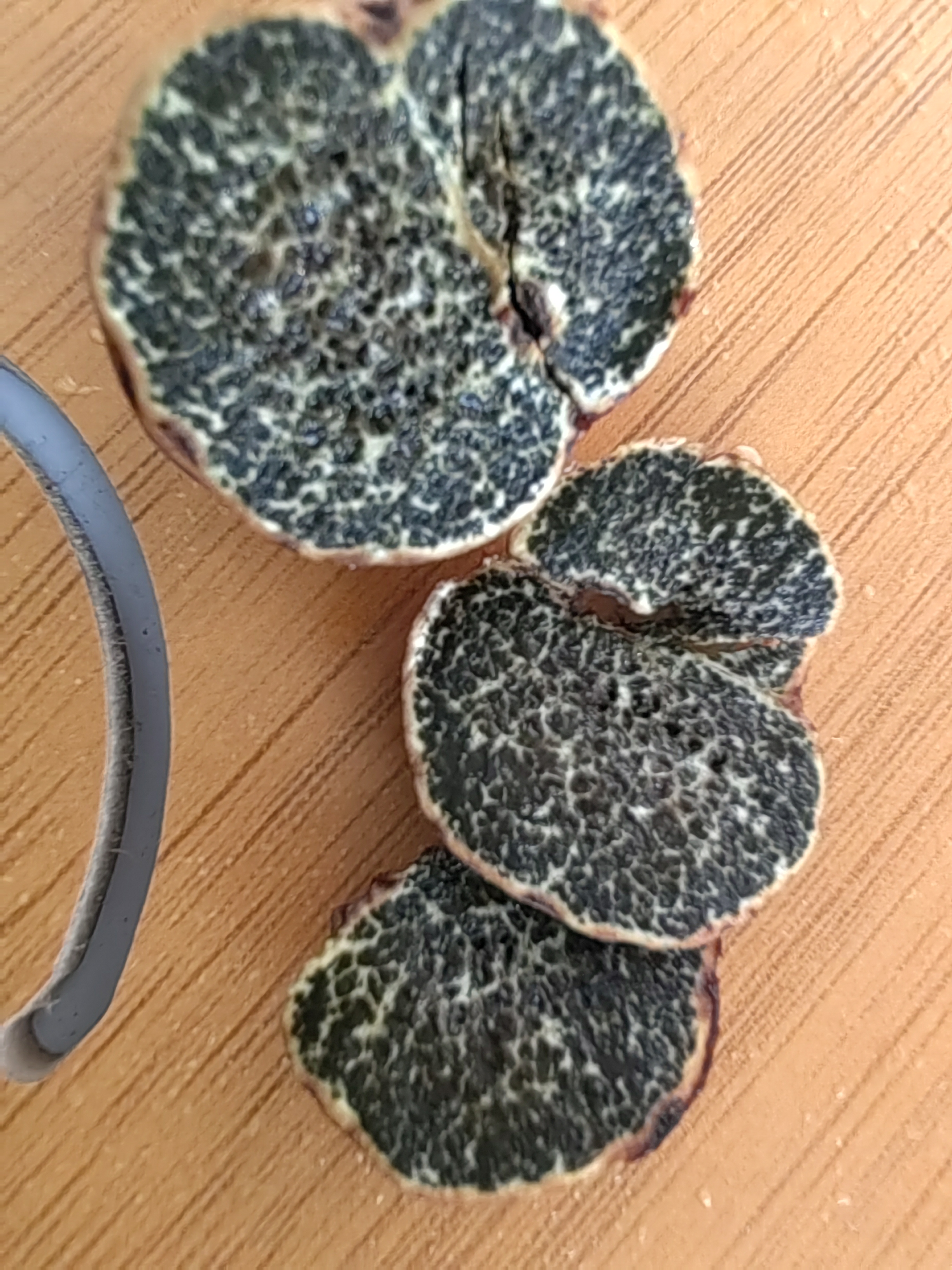 黑腹菌