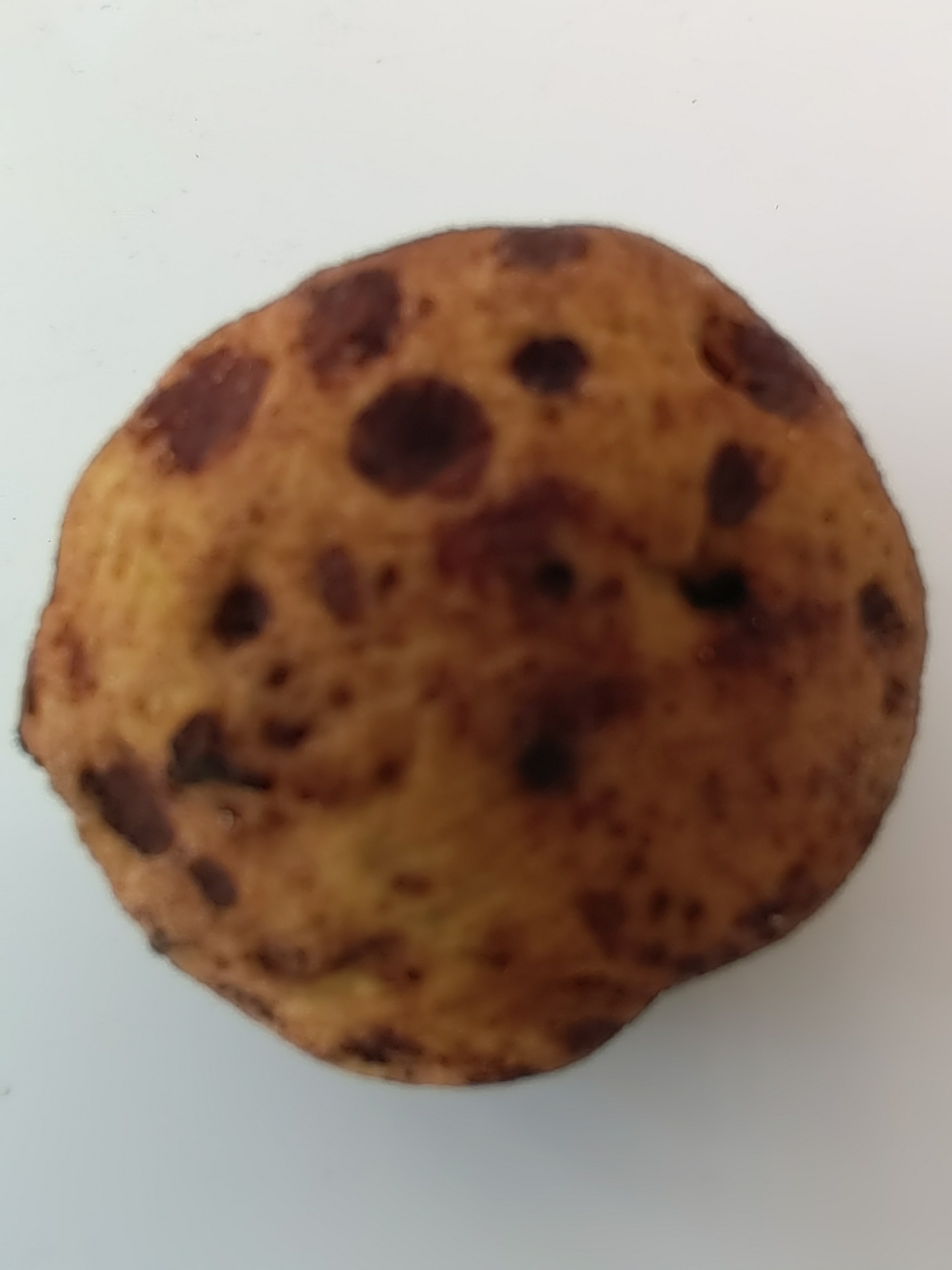 黑腹菌