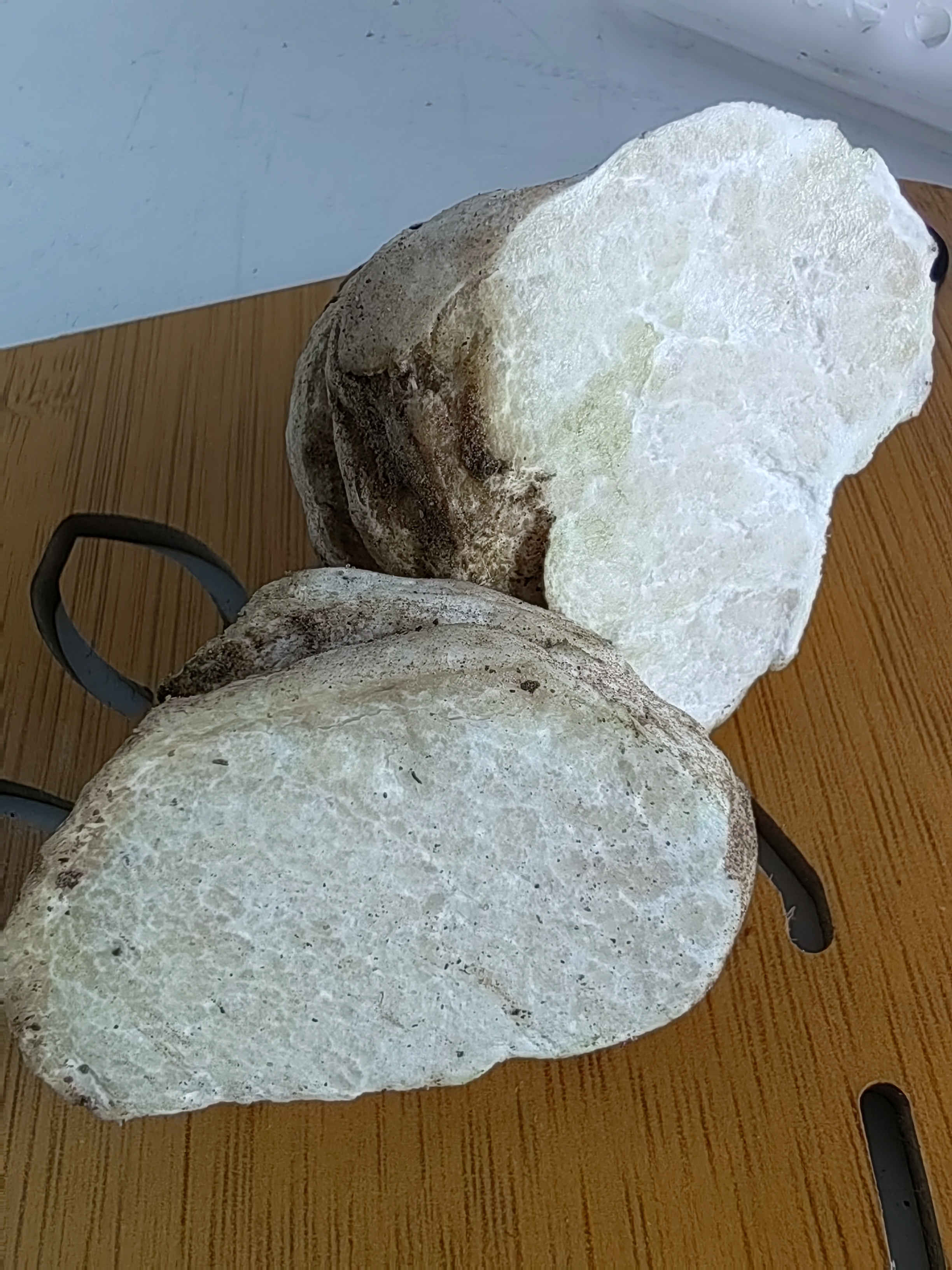 马蒂氏块菌