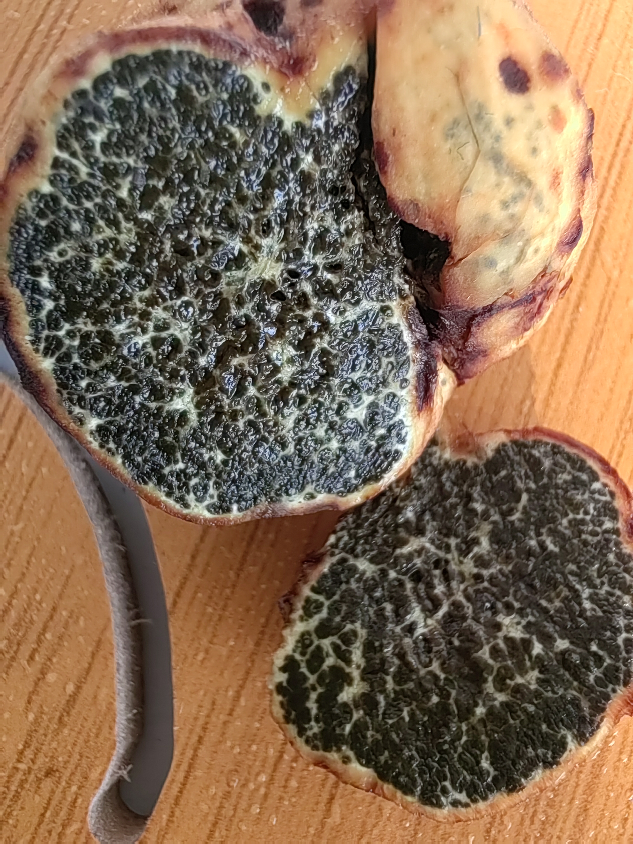 黑腹菌