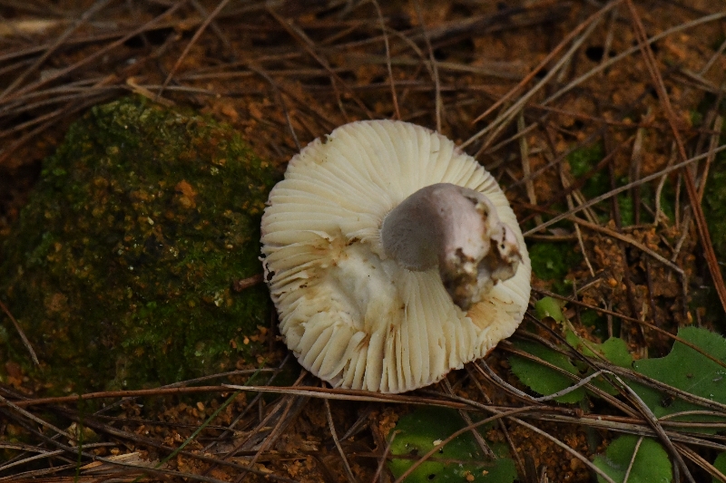 近血红红菇