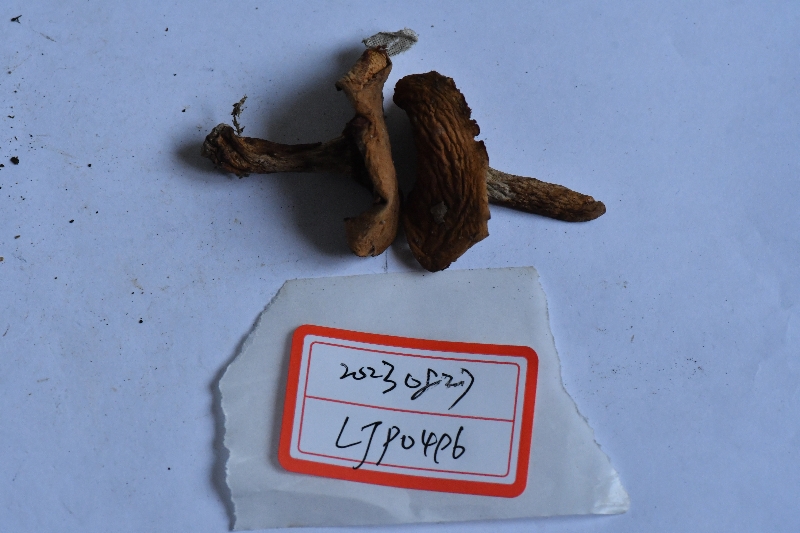 红菇属