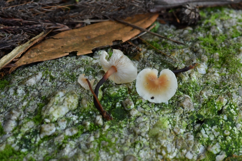 芸苔裸脚伞