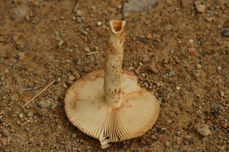 点柄黄红菇