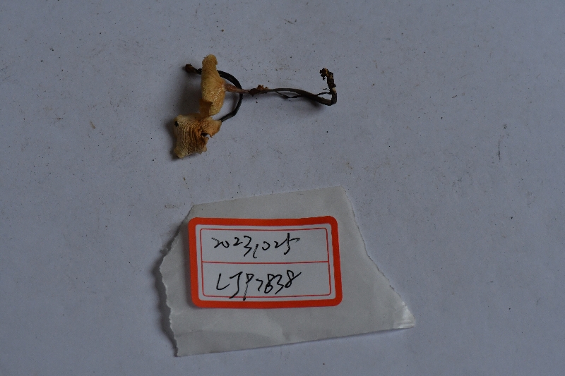 芸苔裸脚伞