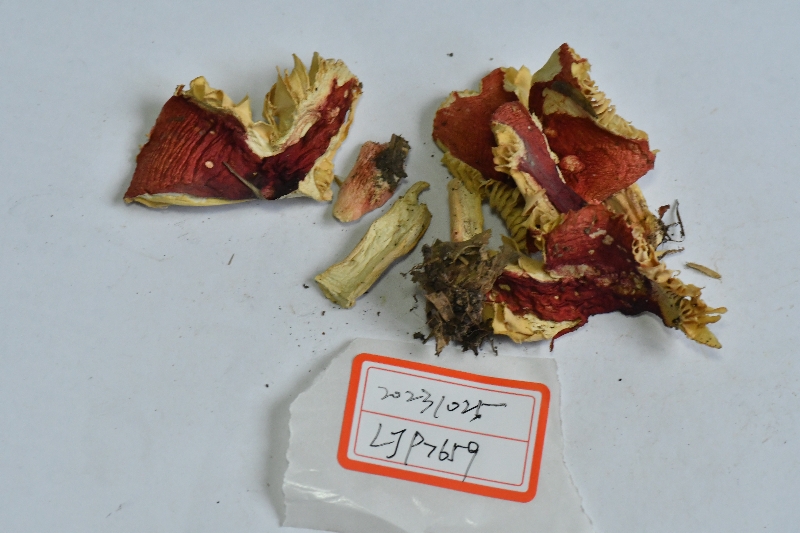 近血红红菇