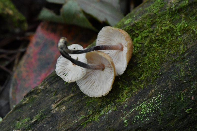 芸苔裸脚伞