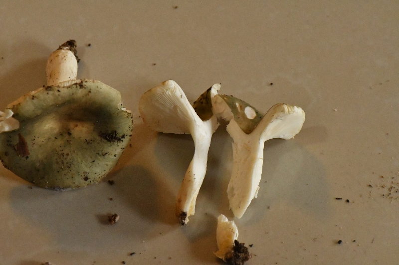 绿桂红菇