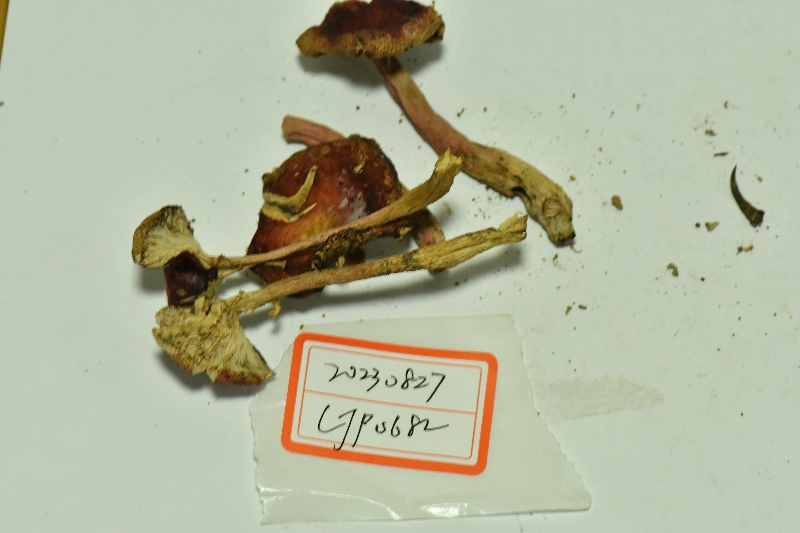 红菇属
