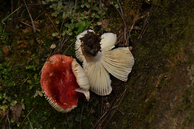 近血红红菇