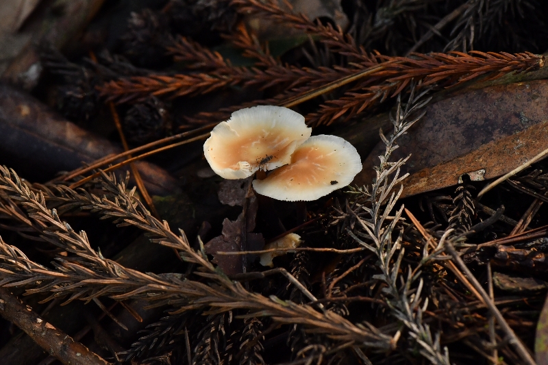 芸苔裸脚伞
