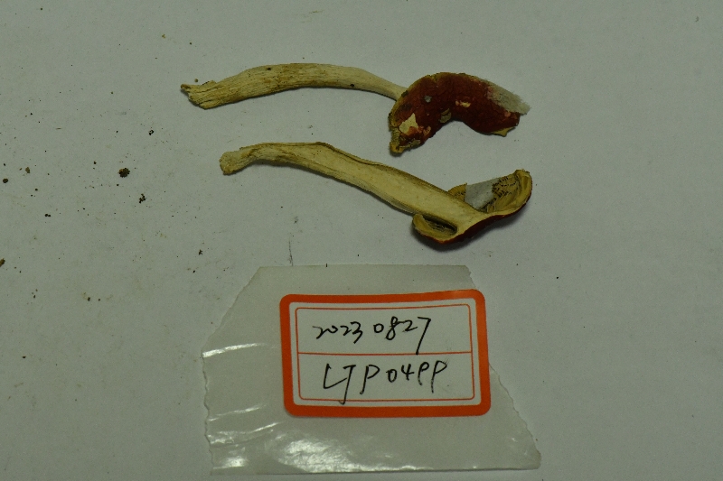 红菇属