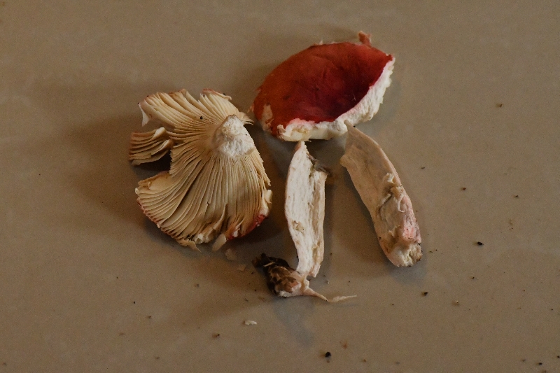红菇属