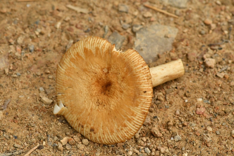 点柄黄红菇