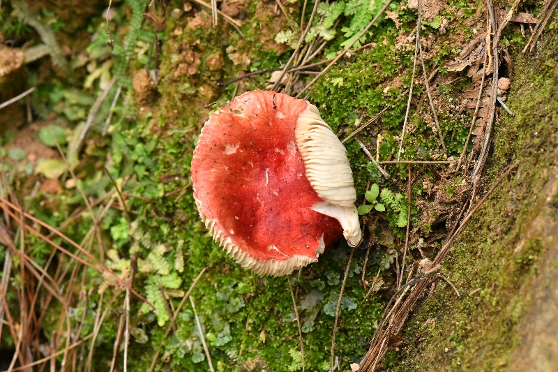 近血红红菇