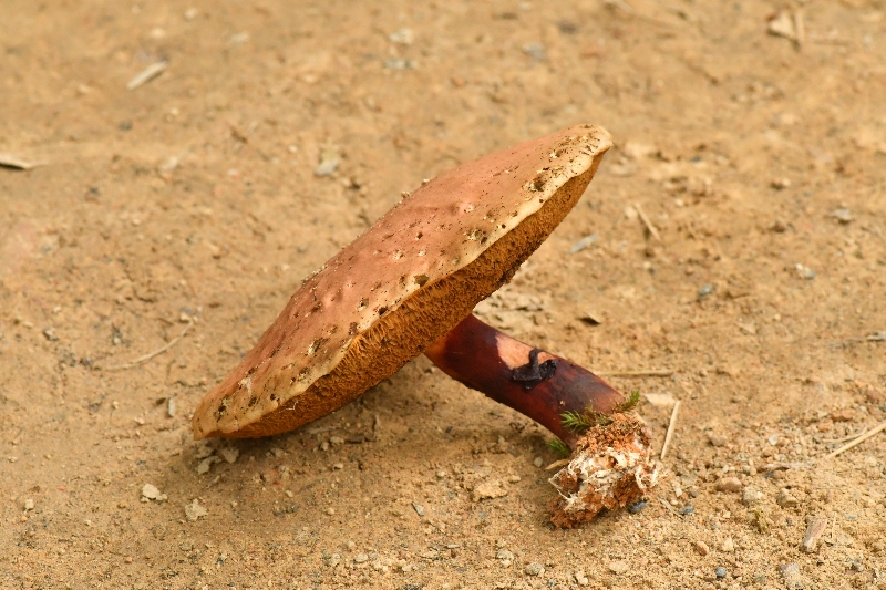 隐纹条孢牛肝菌