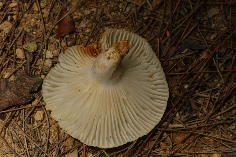 圆柱红菇