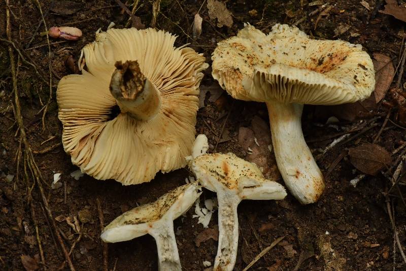 红菇属