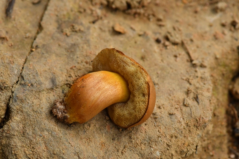 黄盖粉孢牛肝菌