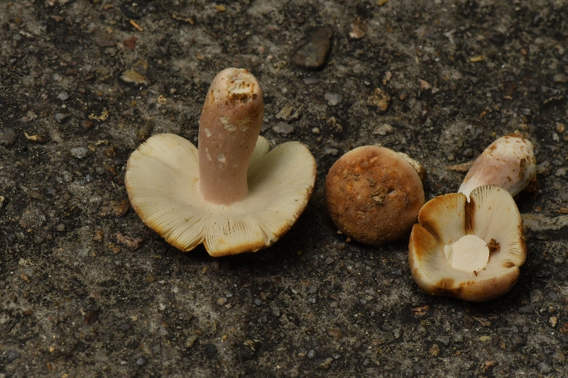 近黑紫红菇
