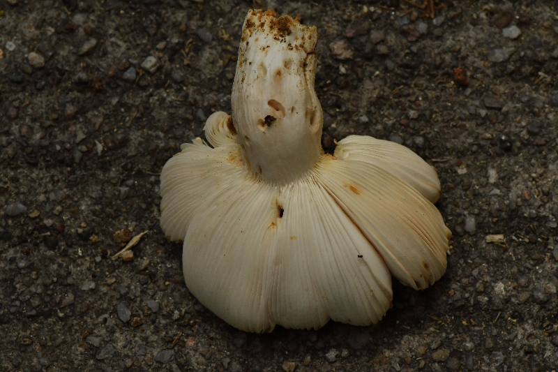 近桂黄红菇