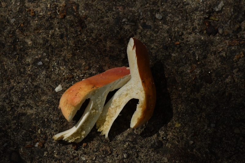 鳞盖红菇