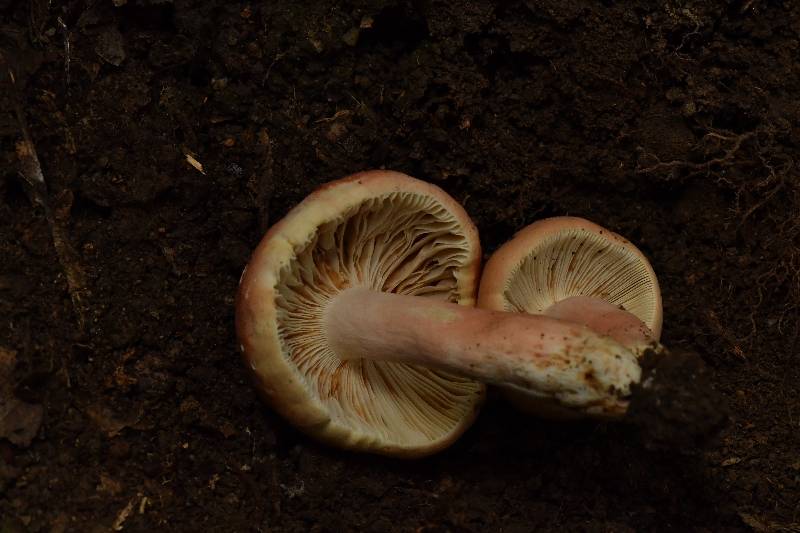 鳞盖红菇