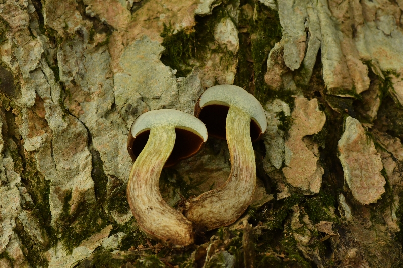 细绒新牛肝菌