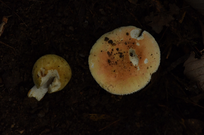 鳞盖红菇