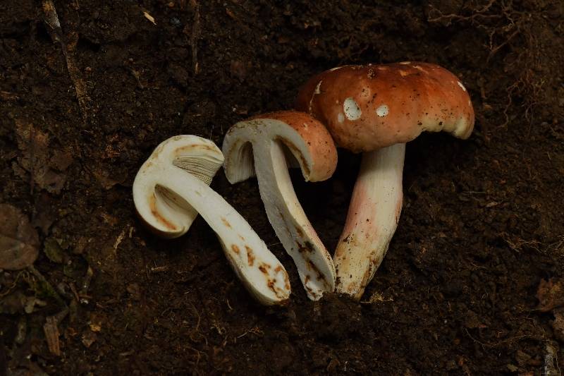鳞盖红菇