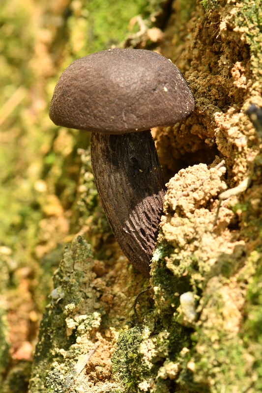 黑紫变黑牛肝菌