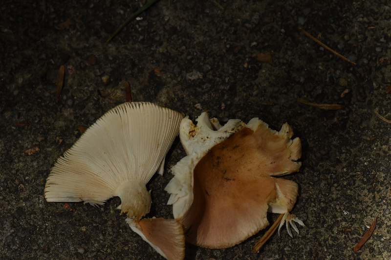近桂黄红菇